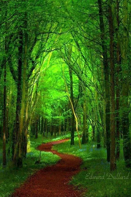 Celtic Forest Path